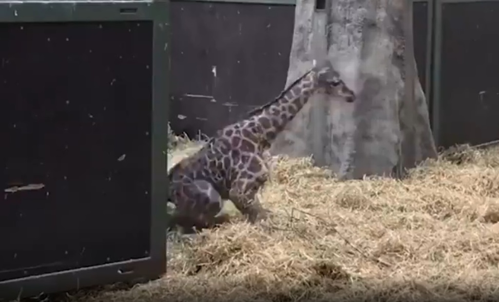 Imagen Bebé jirafa da sus primeros pasos (+ video)