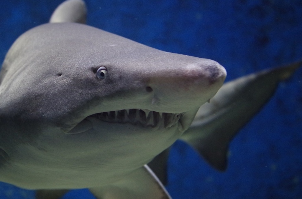 Imagen Tiburón ataca y mata a bañista en playa de Australia