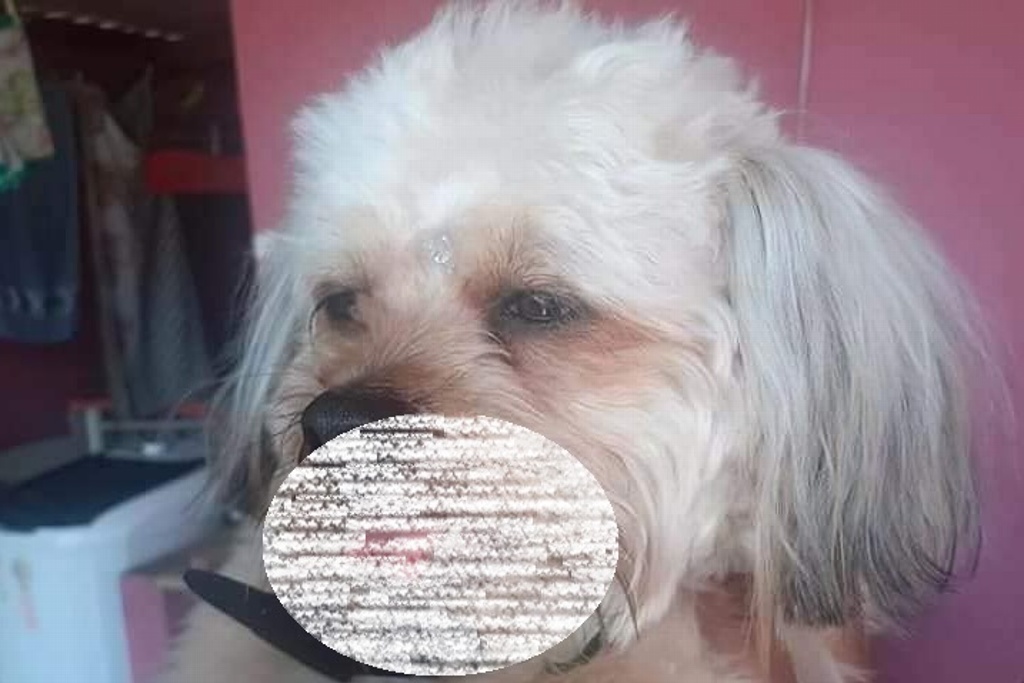 Imagen Cortan lengua por accidente a perro en estética canina; su dueña pide 