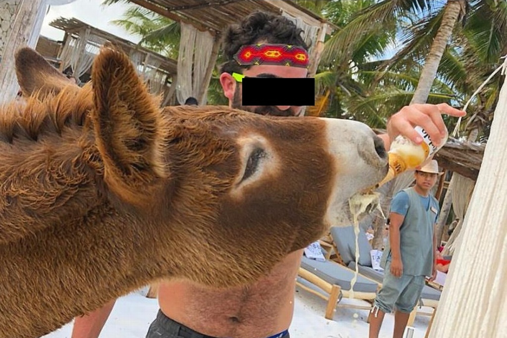 Imagen Turistas dan bebidas alcohólicas a burro en Tulum; denuncian maltrato animal (+video)
