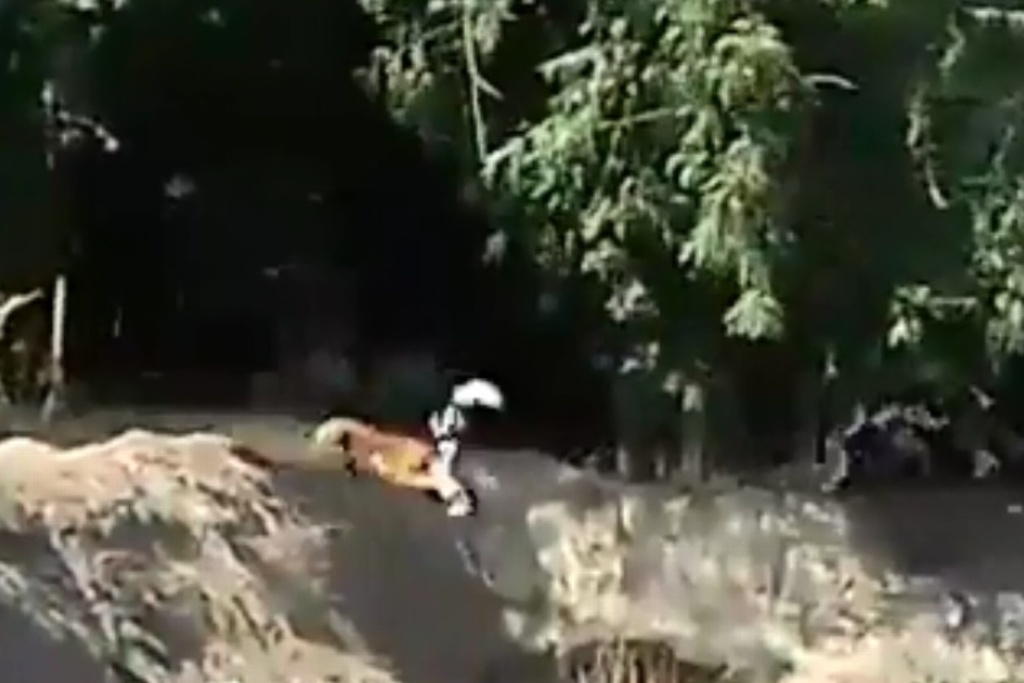 Imagen Captan momento en que tigre de Bengala ataca a un hombre (+Video)