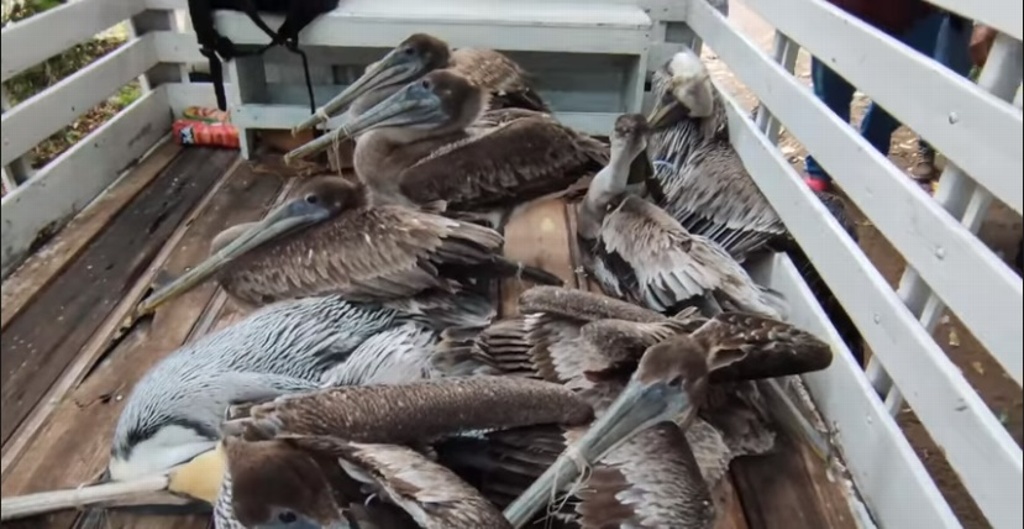 Imagen Pelicanos que buscaban refugio por fuerte viento, fueron rescatados en Alvarado 
