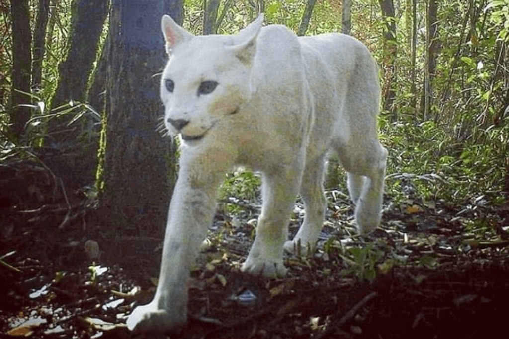 Imagen Logran fotografiar puma blanco por primera vez 