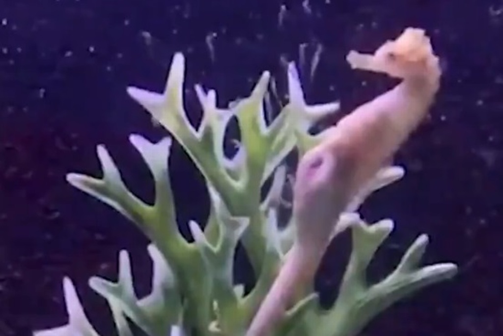 Imagen Captan a caballito de mar macho dando a luz (+Video) 