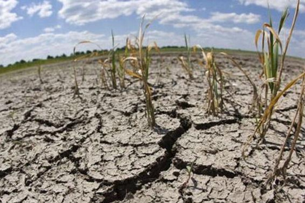Imagen Por sequía, declaran desastre natural a 48 municipios de Chihuahua 