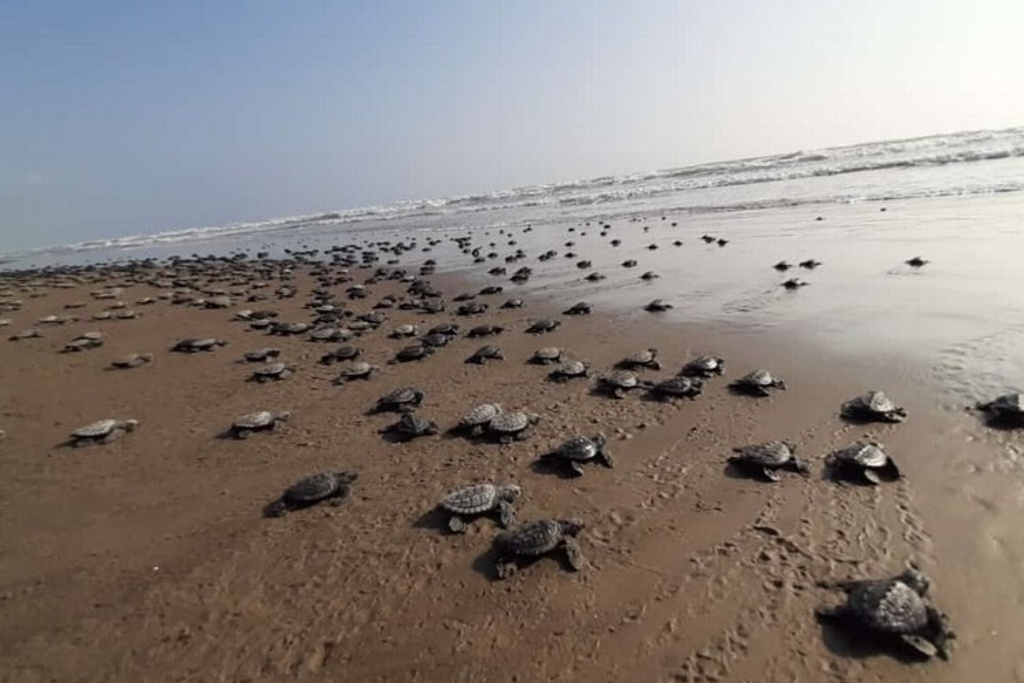 Imagen Piden promover educación ambiental para la conservación de las tortugas 