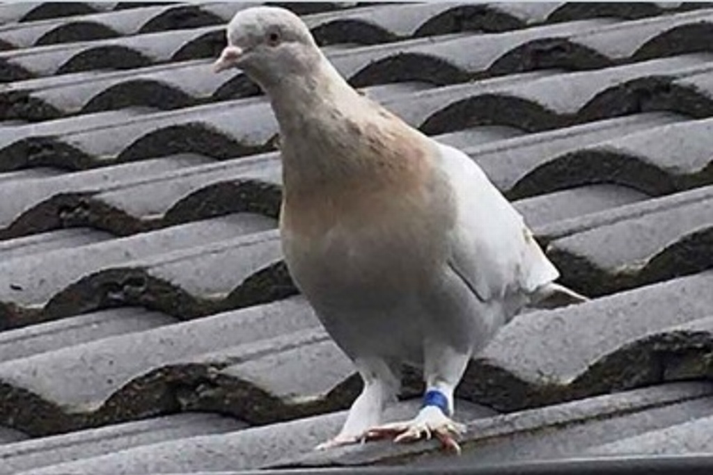 Imagen Australia busca matar a paloma que llegó desde EU