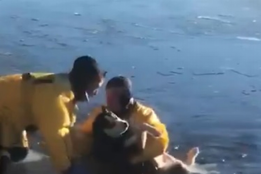 Imagen Rescatan a perro que cayó a un río congelado (+Video)