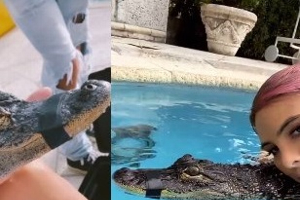 Imagen Repudian a influencer Lele Pons por imagen con cocodrilo amarrado del hocico