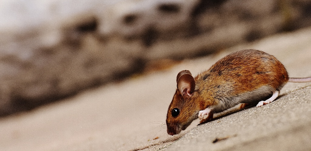 Imagen Científicos logran que ratones con parálisis vuelvan a caminar