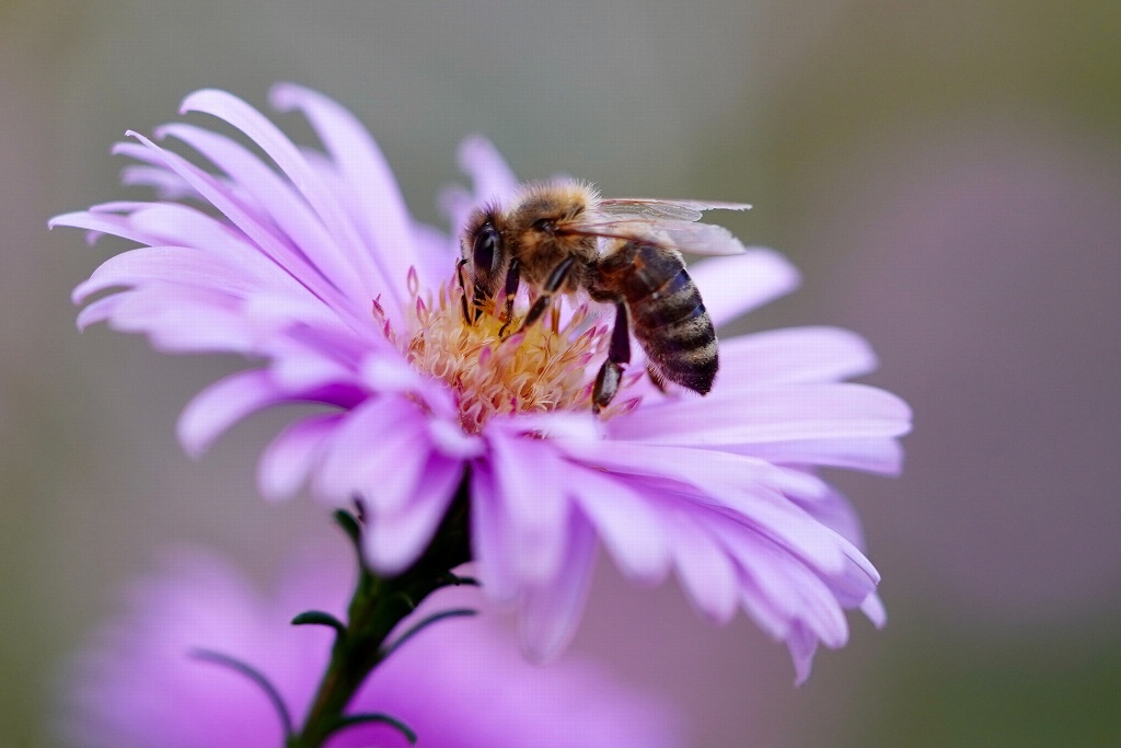 Imagen Cada vez hay menos abejas, Bomberos Conurbados piden no molestarlas
