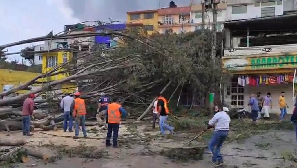 Imagen Cae gran árbol en avenida Lázaro Cárdenas en Xalapa, por evento de norte 