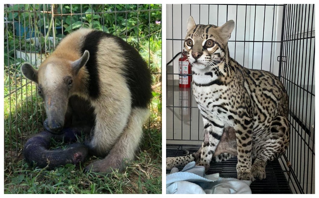Imagen Van 3 felinos y más de 20 osos hormigueros reportados en Veracruz; Profepa impide atención inmediata 