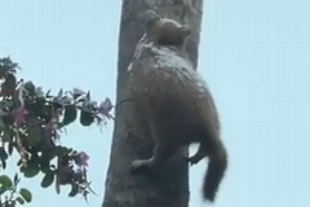 Imagen Por bajas temperaturas supuesto gato se congela en el norte del país (Video)