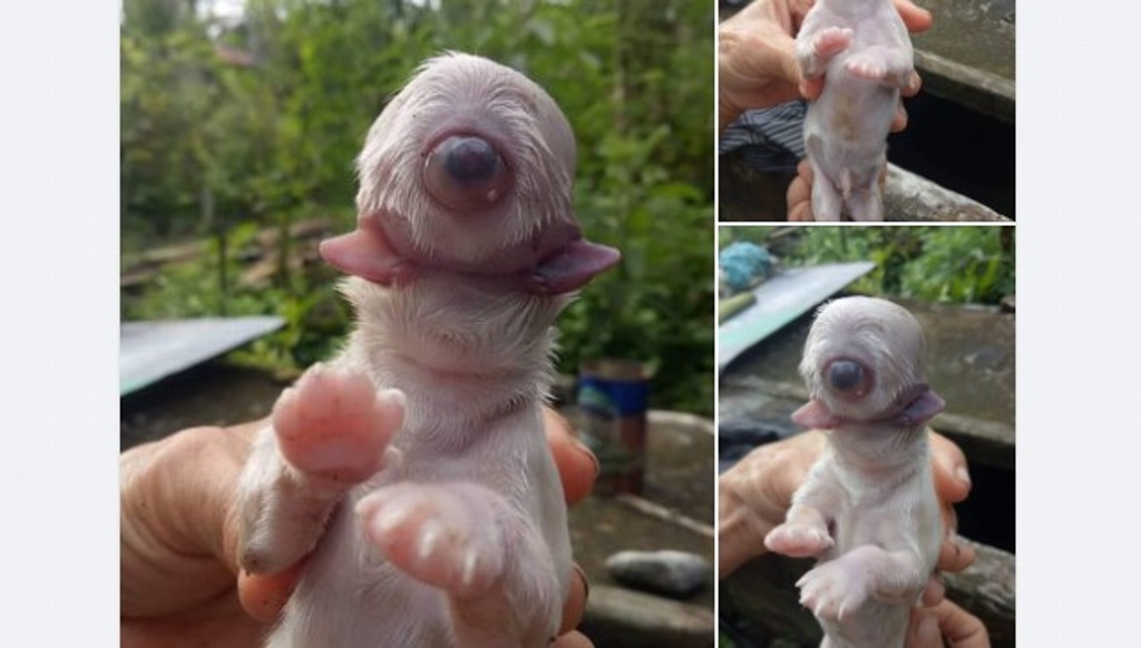 Imagen Nace cachorro sin nariz, con un ojo y dos lenguas 