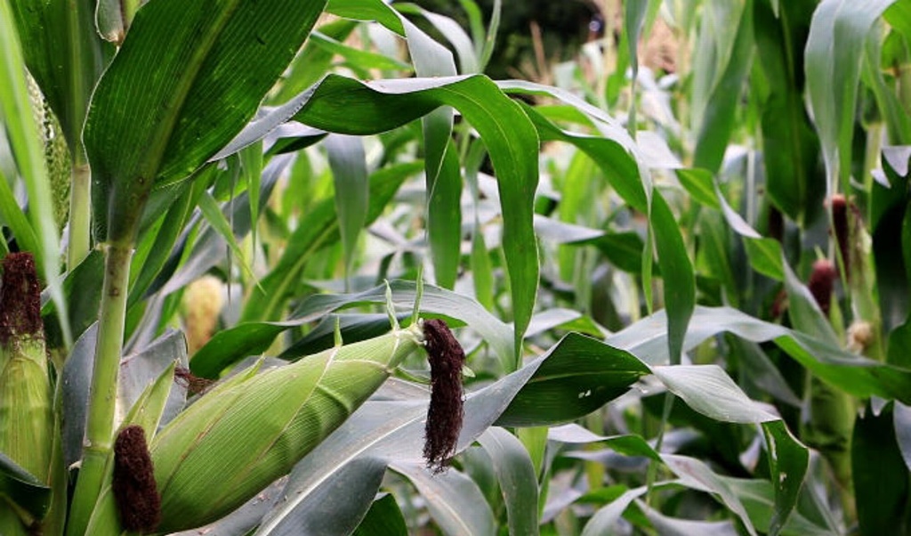 Imagen En Veracruz nació el maíz que se ha sembrado en Sudamérica hasta en África 