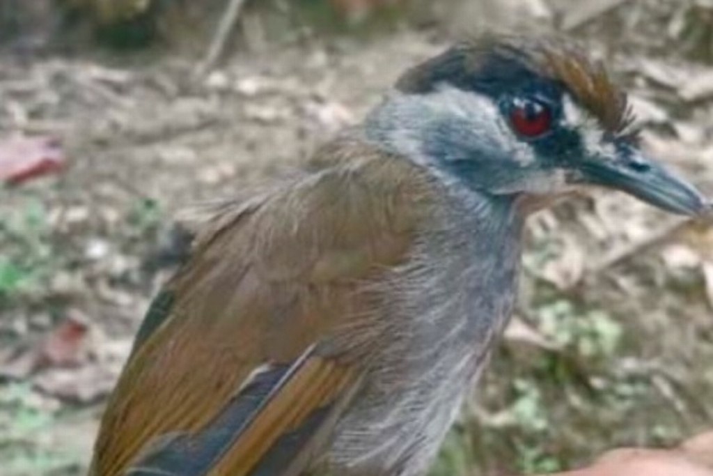 Imagen Investigadores hallan ave que se creía extinta desde hace más de 170 años (+Fotos)