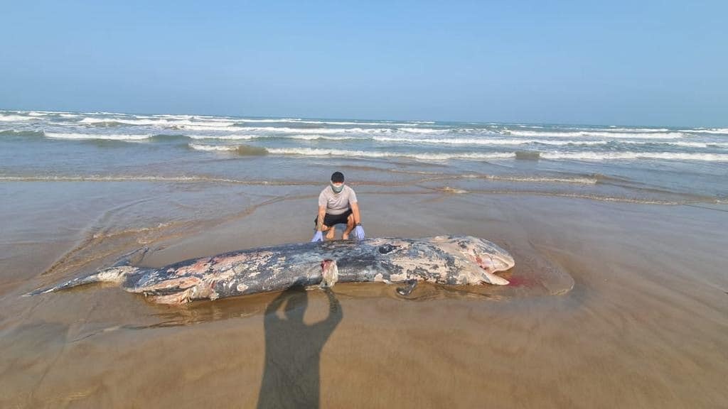 Imagen Hallan cachalote muerto en playa de Tamiahua, Veracruz 