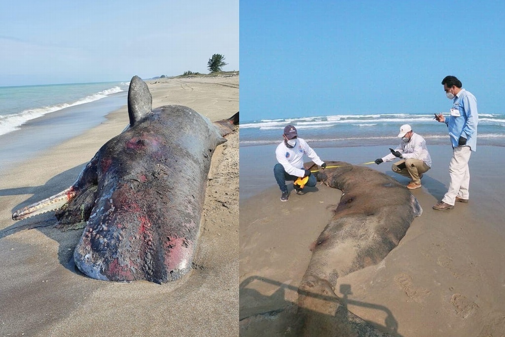 Imagen Reportan varamiento de cachalotes en playas del norte de Veracruz 