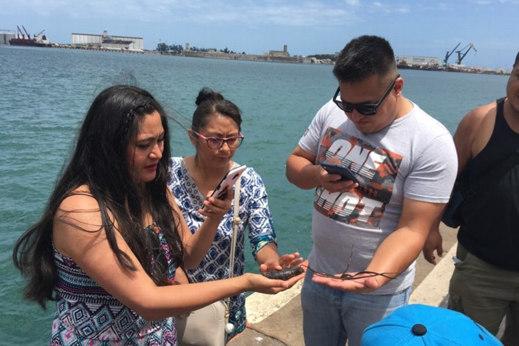 Imagen Llegan de Tulancingo y se sorprenden al conocer erizos, estrellas de mar y especies de Bob Esponja