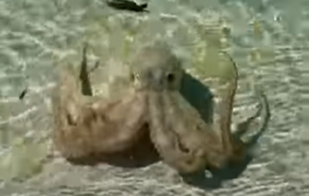 Imagen Pulpo ataca a bañista en la playa (+Video)