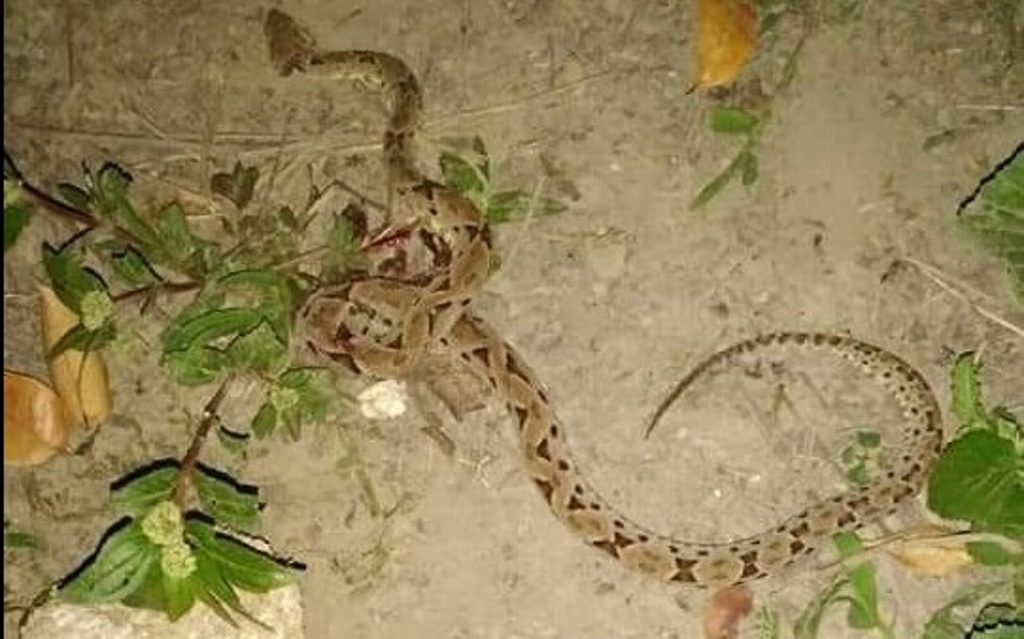 Imagen Niño de 13 años lucha por su vida tras mordedura de serpiente en Tecolutla, Veracruz