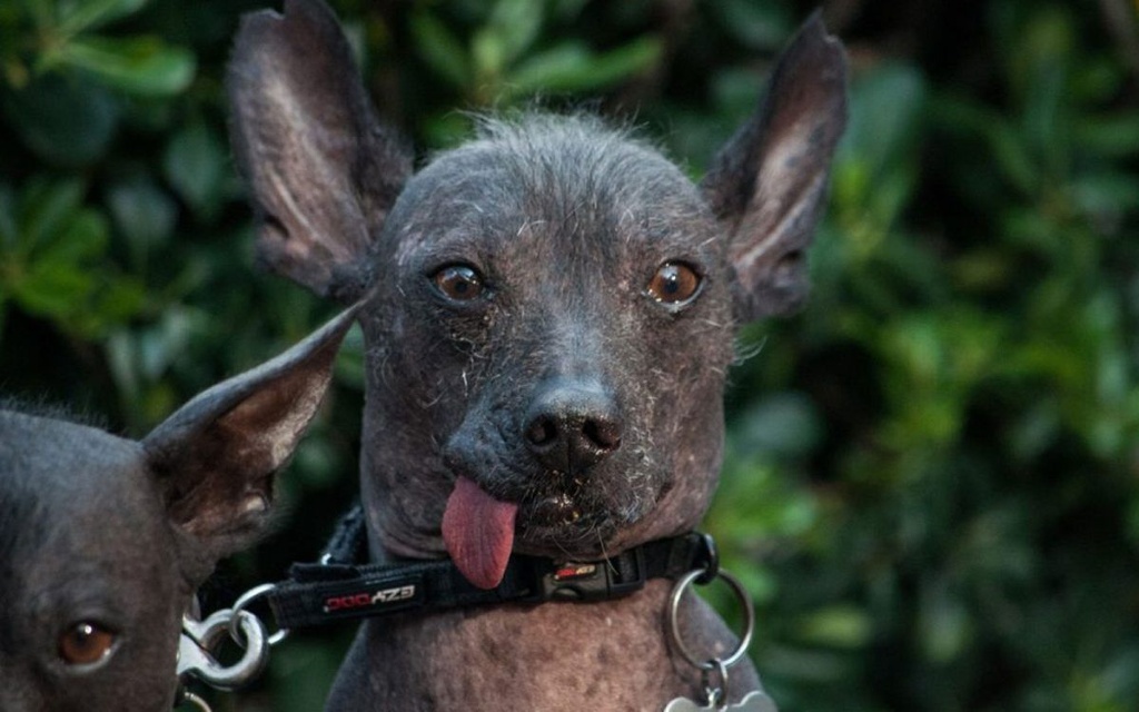 Imagen Las cinco razas de perro que se encuentran en peligro de extinción