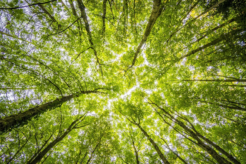 Imagen Biólogo explica cómo las plantas refrescan el medio ambiente 