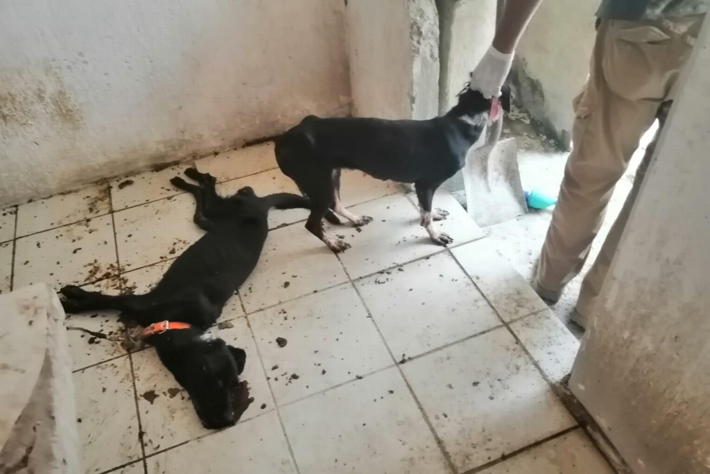 Imagen Rescatan perros encerrados por más de un mes, uno murió en fraccionamiento de Veracruz