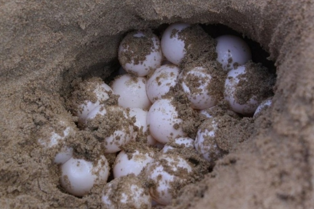 Imagen Tortuga llega a desovar a Boca del Río, resguardan sus huevos 