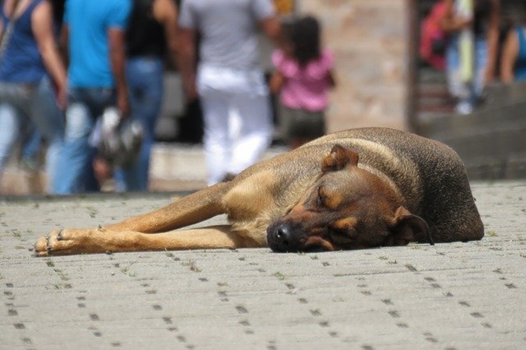 Imagen Esta es la multa económica si dejas a tu mascota bajo el sol en Veracruz