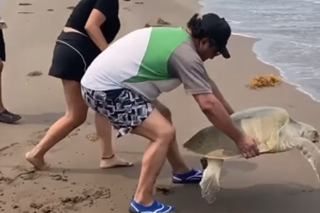 Imagen Bañistas impiden a tortuga desovar en playa Chachalacas, en Veracruz