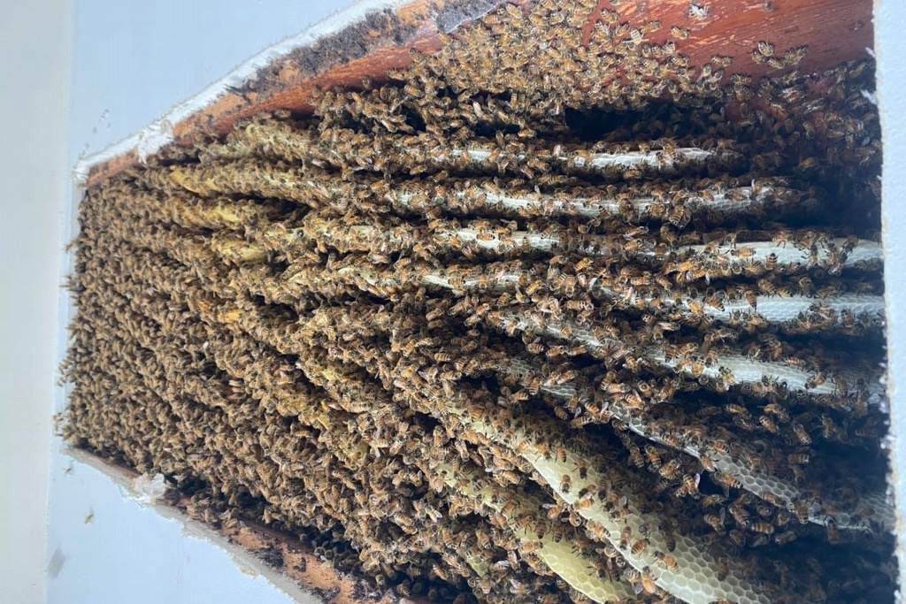 Imagen Mujer encuentra al menos 100 mil abejas en la sala de su casa (+ video)