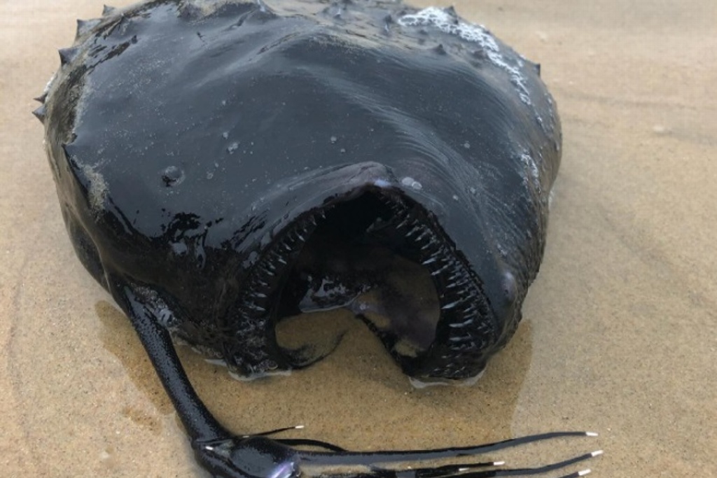 Imagen Hallan en playa a extraño pez que habita a más de 900 metros de profundidad