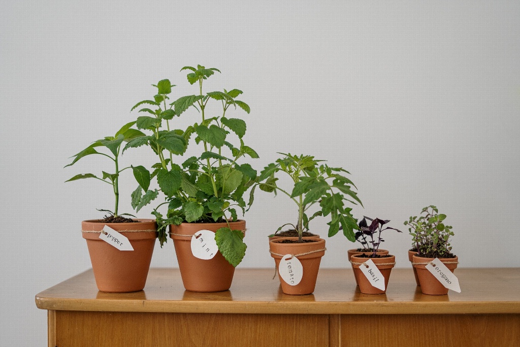 Imagen Estas plantas alejan a las cucarachas de casa