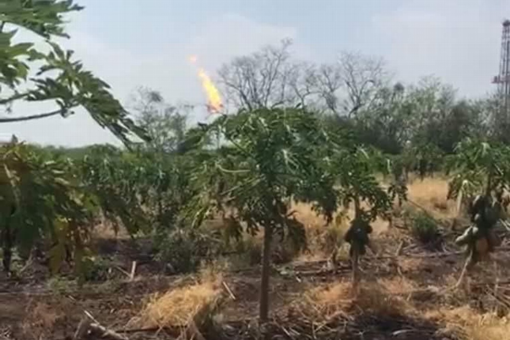 Imagen Productores de papaya pierden más de 800 toneladas por pozo de petróleo en Veracruz 