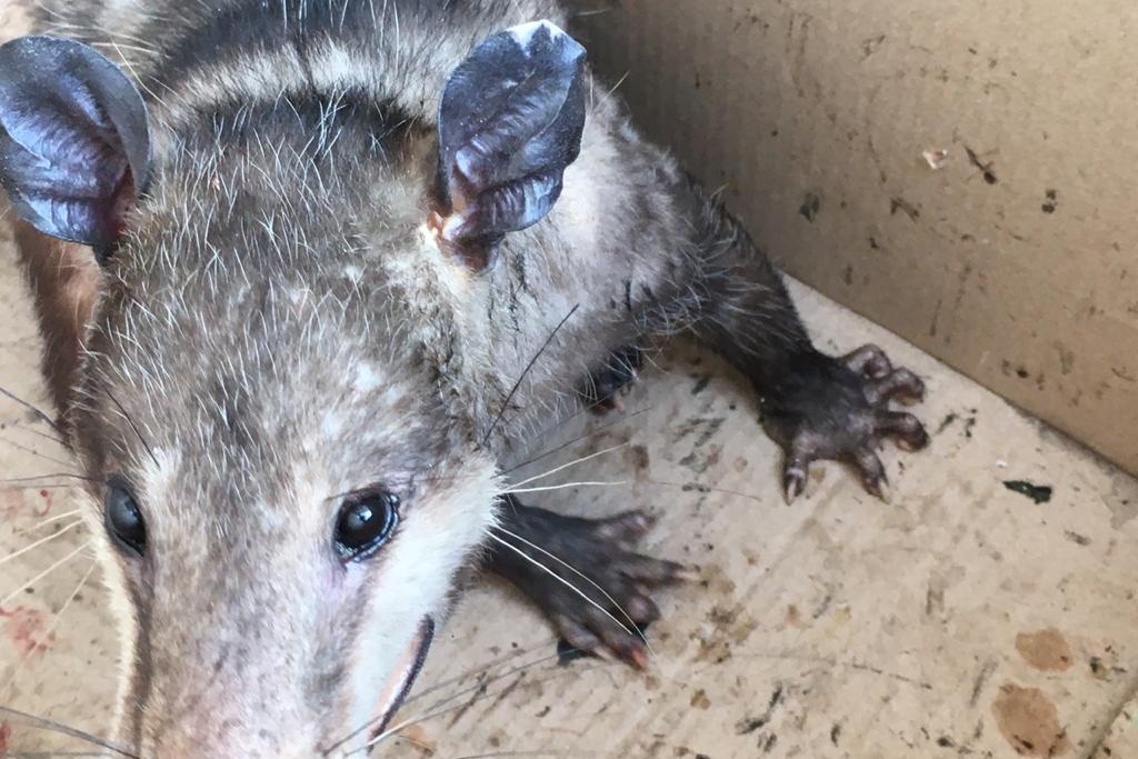 Imagen Rescatan tlacuache, presumen que es domesticado y huyó de casa 