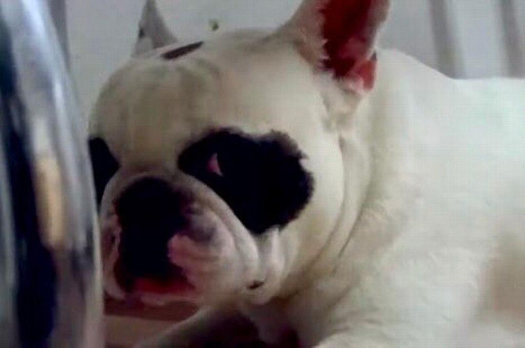 Imagen Él es Tuki, el perrito que venció al COVID-19 