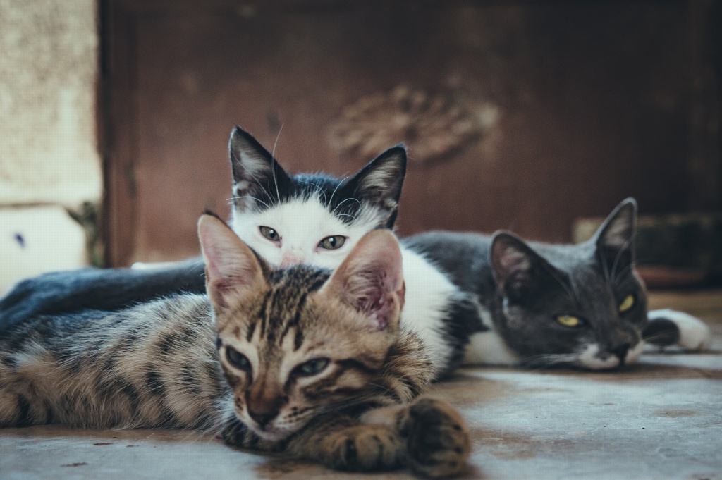 Imagen Gatos se comen cuerpo de su dueña; llevaba 3 meses muerta en su casa 