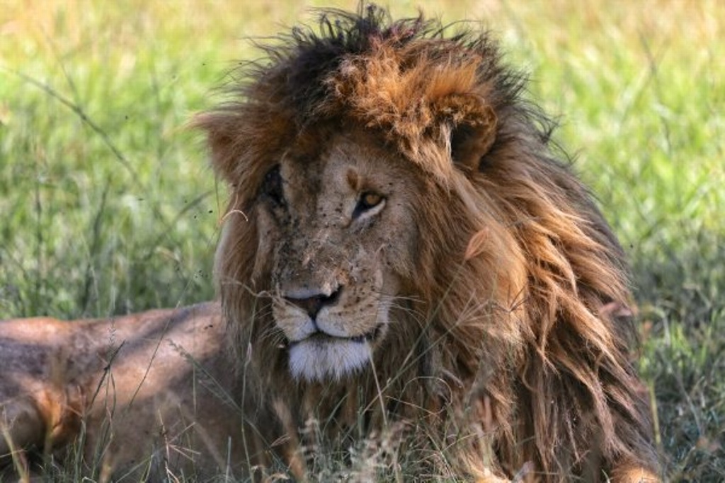 Imagen Muere el león más longevo del mundo