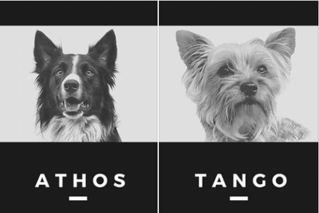 Imagen Mueren envenenados Tango y Athos, eran perros rescatistas, exigen justicia