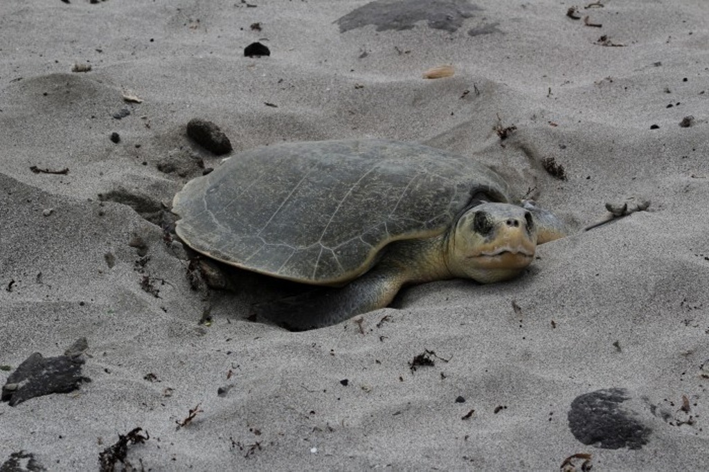 Imagen Cumple 23 años Programa de Protección de Tortugas del Acuario de Veracruz