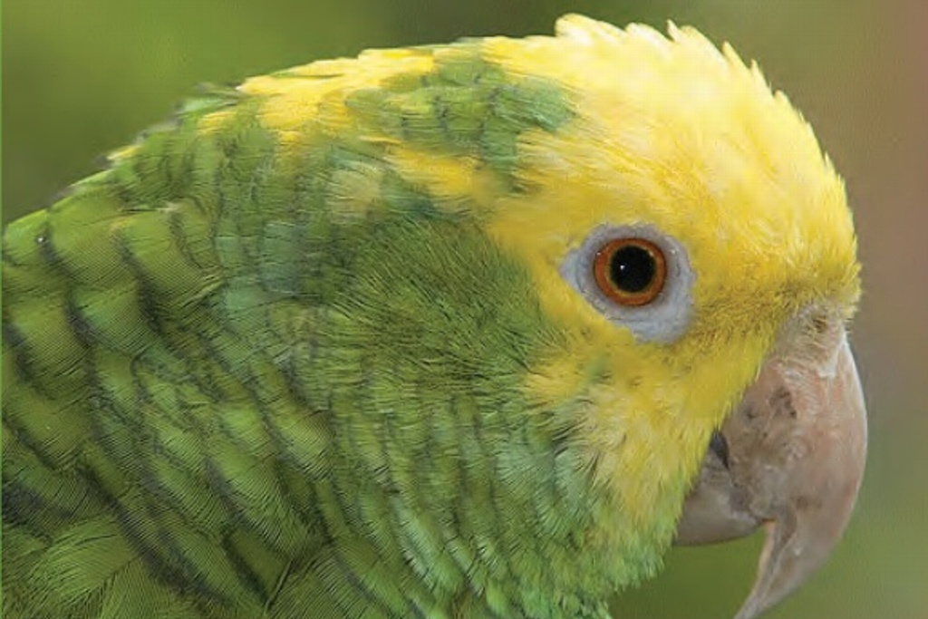 Imagen Observar loros y guacamayas silvestres deja derrama de más de 330 mdp