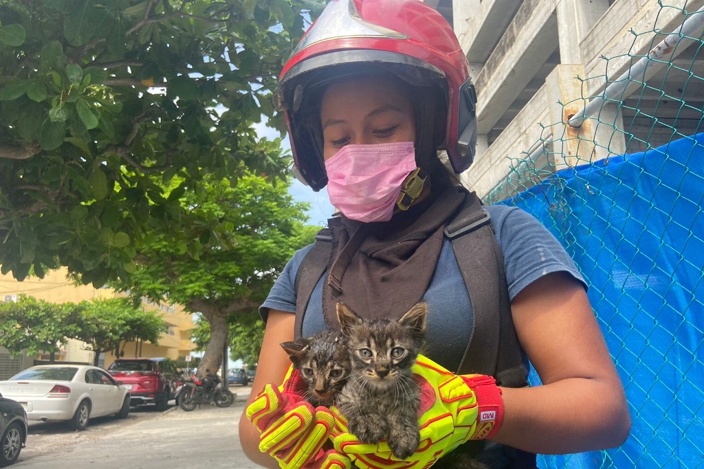 Imagen Bomberos y ciudadanos logran rescatar a gatitos atrapados en Veracruz 