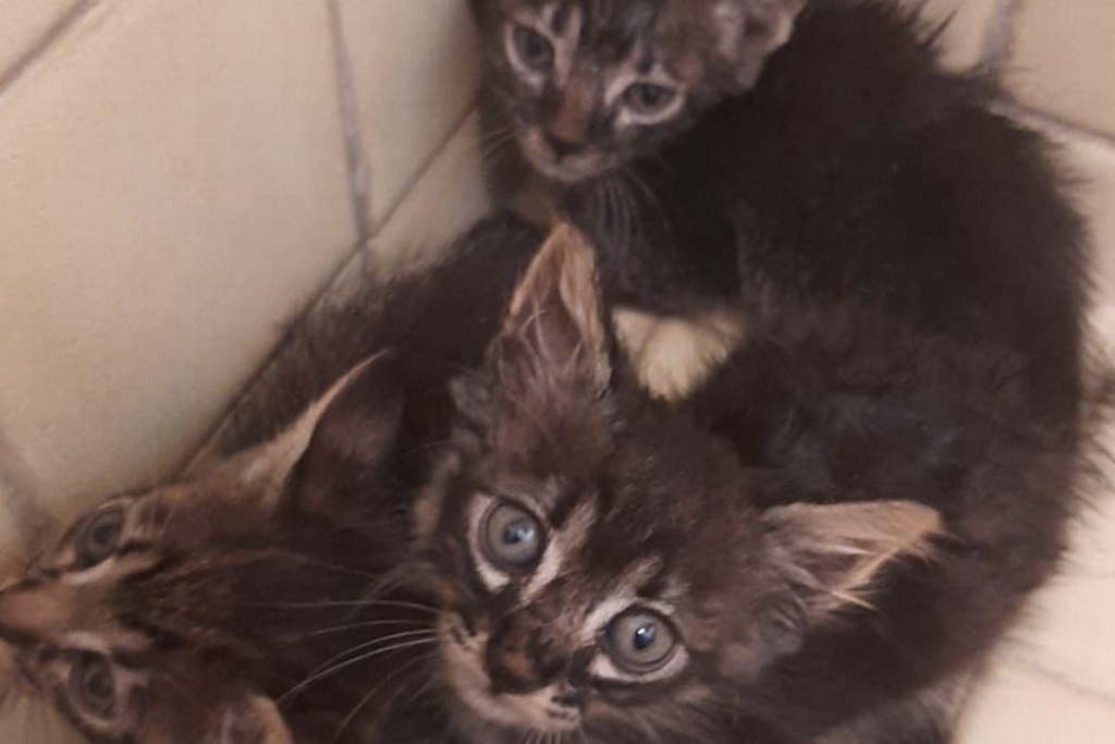 Imagen Darán en adopción a gatitos que fueron rescatados en Veracruz