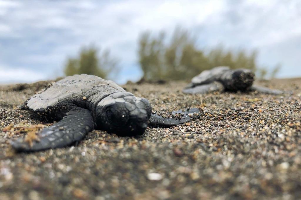 Imagen Arriban 15% menos tortugas para desovar en playas de Veracruz (Fotos)