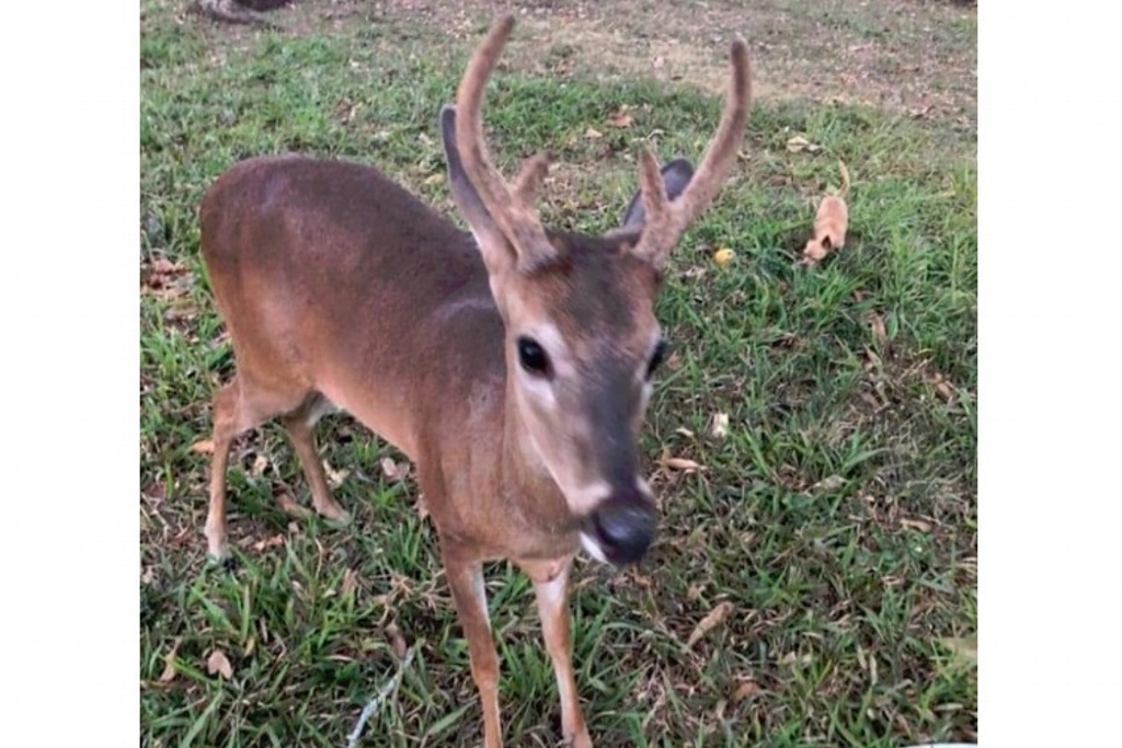 Imagen Buscan a Bambi, venado de cola blanca perdido al sur de Veracruz