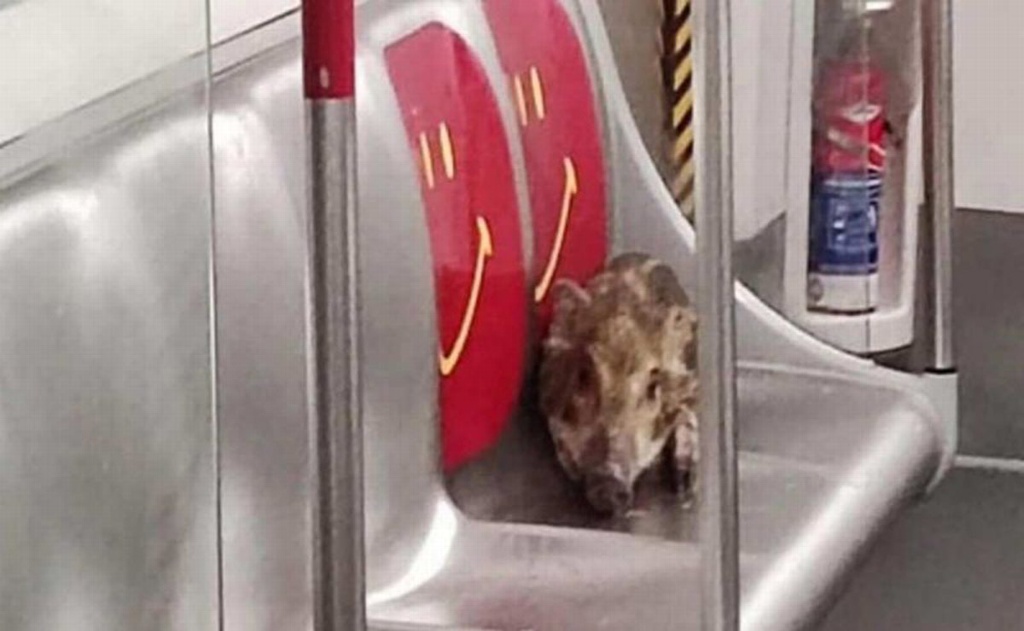 Imagen Jabalí bebé se hace viral tras subirse al metro (+Video)