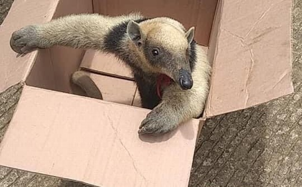 Imagen Familia captura a oso hormiguero e intenta venderlo en Cosautlán, Veracruz