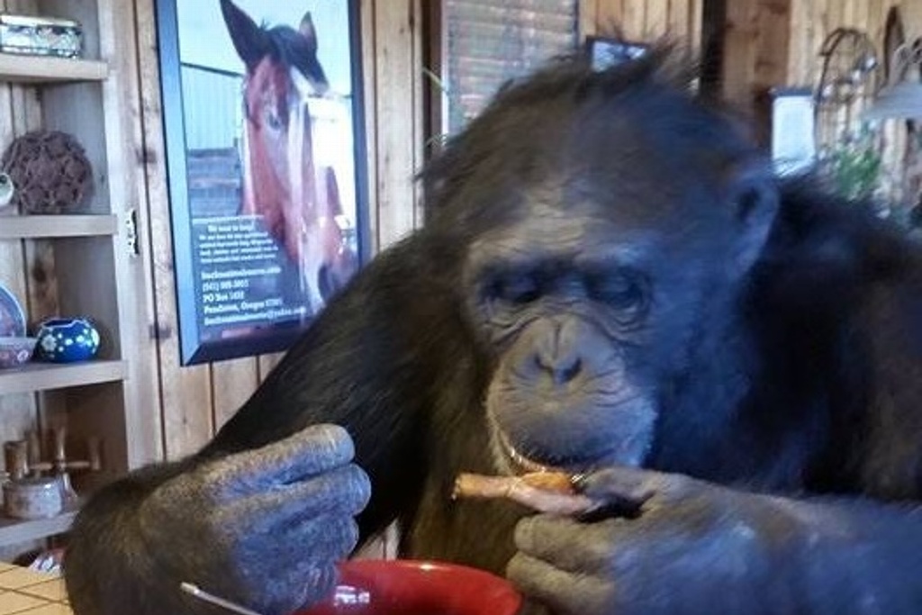 Imagen Asesinan a chimpancé mascota tras mutilar a una de sus dueñas
